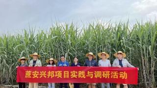 广西大学“蔗安兴邦”调研组前往甘蔗种植基地实地调研
