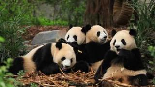 成都大熊猫繁育研究基地门票已约满