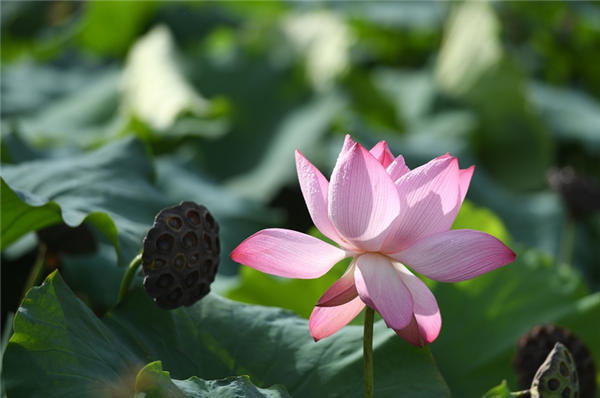 利辛县旧城镇：荷花盛开绘生态美景