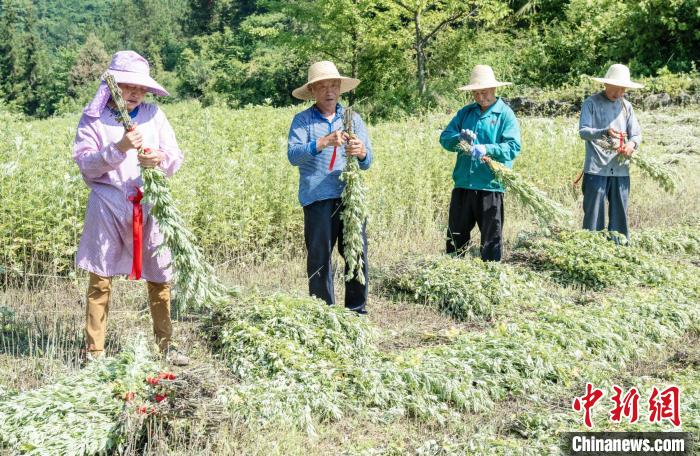 屈原故里艾草飘香助增收