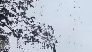 杭州梅雨过后街头树上挂满虫子 网友：直起鸡皮疙瘩