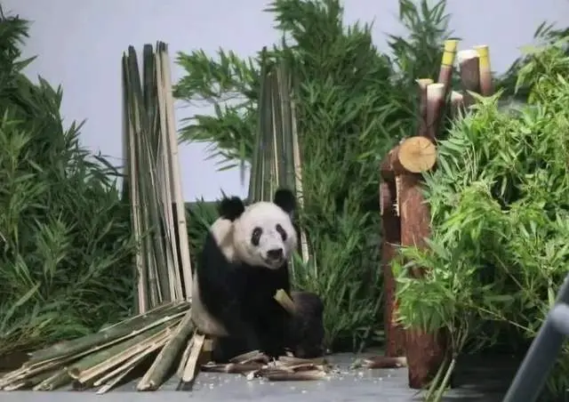 “我为熊猫狂”：被笃信的谣言，被围攻的科普