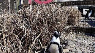 长寿企鹅打破纪录活到43岁，换了三任老伴儿，现任比自己小30岁！