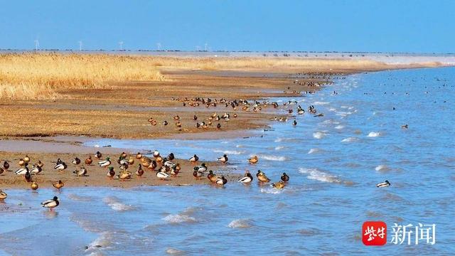 启东亮出新鲜出炉生物多样性保护“成绩单”