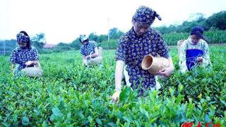 潍坊临朐沂山御品茶厂茶文化展厅里的“非遗”项目