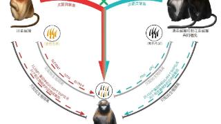中国科学家解开黔金丝猴的起源之谜