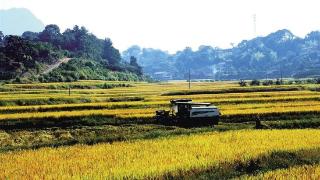 300亩冷浸水优质中稻 喜获丰收