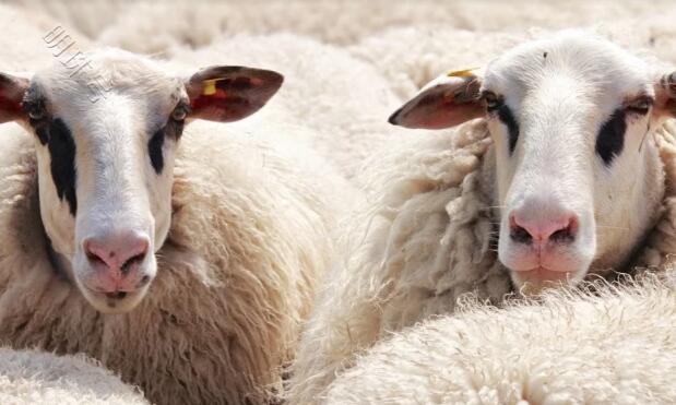 全身都是宝的羊，为什么没能成为人类的宠物