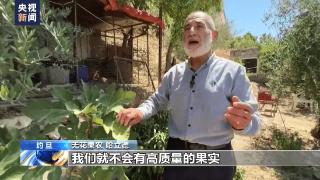 约旦高温干旱持续 无花果收成大受影响