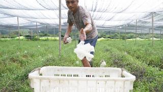 种植竹荪 致富乡民