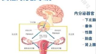 “内分泌失调与不孕”，究竟是怎么回事儿？