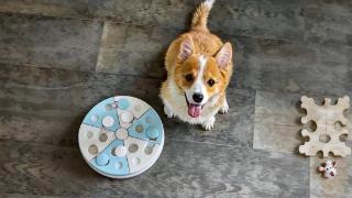 爷爷浑身湿透为爱犬穿雨衣戴草帽，有爱画面却让人莫名心酸……