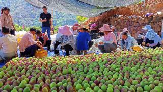 云南大姚：60000余亩芒果让水电移民乡“甜”上心头