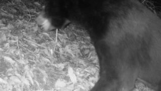 麻栗坡马关老君山发现国家二级重点保护野生动物“黑熊”