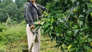 新农人（102）｜怀揣技术回娘家创业 她种下300多亩柑橘带动乡邻奔共富