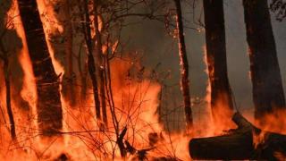 白宫：美国派出600多名专业人员参与扑灭加拿大林火