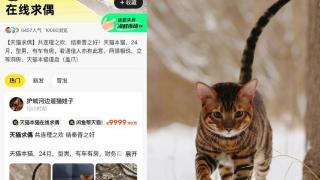 闲鱼海鲜市场上“霸总猫咪相亲帖”引发上万网友围观