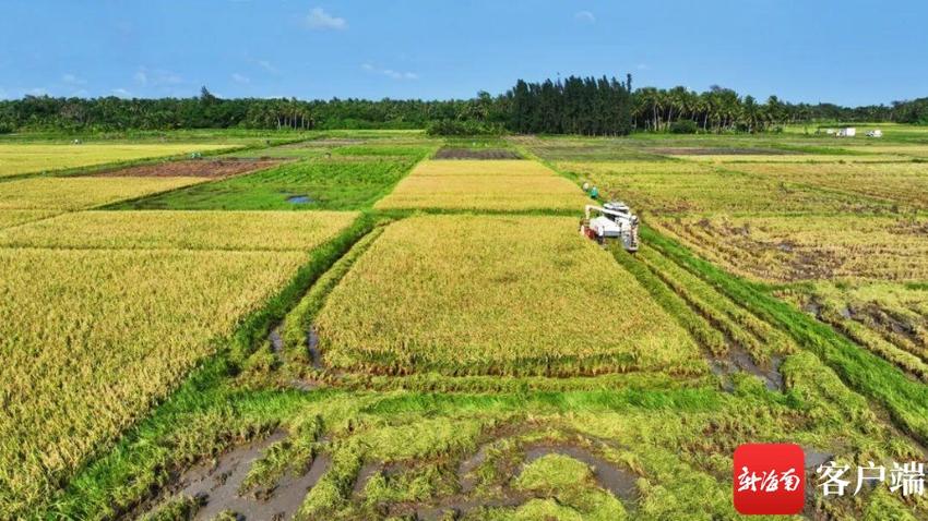 文昌立洋1500亩早造水稻迎来收割