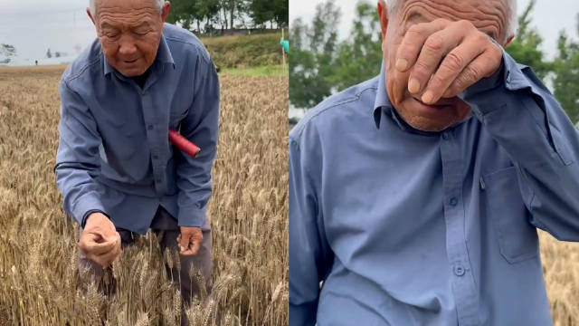 连续降雨后，河南79岁老农手捧发芽小麦抹泪