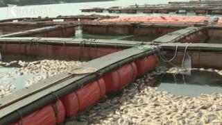 韩国养殖场100万条石斑鱼死亡 价格暴跌超3成