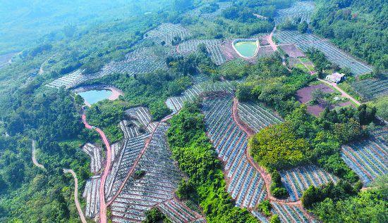 引入外地新品种 龙泉山国家储备林将种植万亩桃园