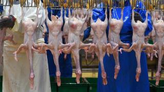 俄达马杰集团成为俄国内首家对华出口鸭肉的公司