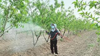 桃树养植带动农民增收致富