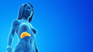 身体有哪些表现，或说明肝脏保持功能正常呢