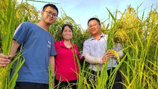 “身高”2米！“巨型稻”在广西贵港试种成功