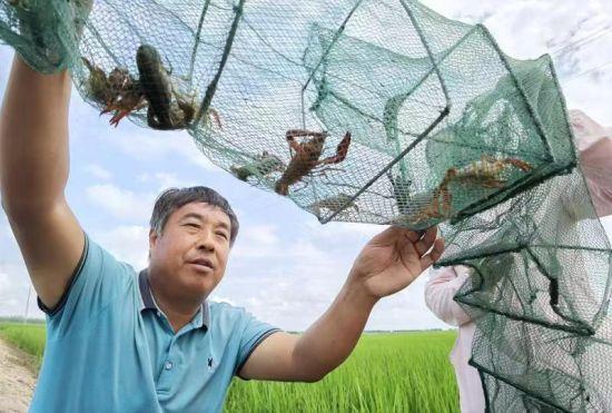 北大荒虾稻蟹稻鳅稻 综合种养稻田创收新模式