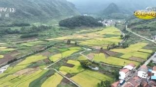 千亩中稻示范田丰收景色美 多举措促进水稻产业高质量发展