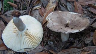 小心！剧毒蘑菇“亚稀褶红菇”出没