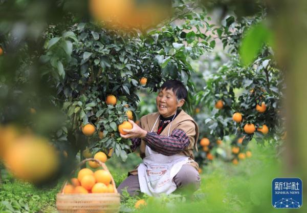 贵州赤水：“红美人”柑橘种植助力乡村振兴