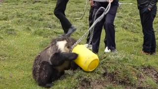 300斤棕熊偷吃粮食被卡进塑料桶 网友：救援时人和熊都害怕极了