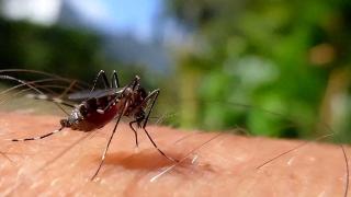 为什么蚊子喜欢咬你？医生告诉你，怎么远离招蚊体质！