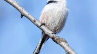 北长尾山雀是什么动物