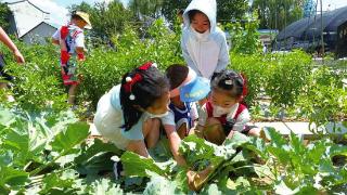 师生夏日采摘忙