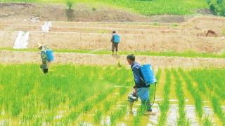 中村乡：土地提质改造  水稻增产增收