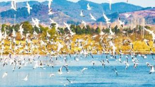 梁子湖鄂州水域成群候鸟