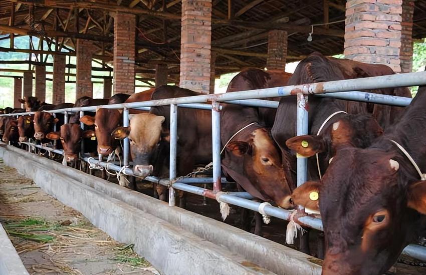 养牛大户分享：母牛生产后，怎么给母牛和犊牛做护理？