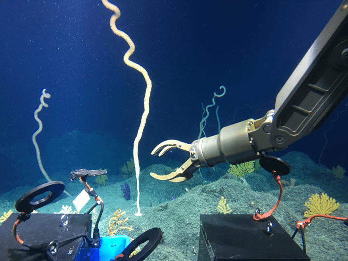 书摘｜搭载深海潜水器下潜至海洋深处，科学家看到了什么？