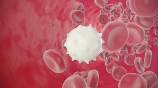 白血病化疗后，白细胞升高是何原因？