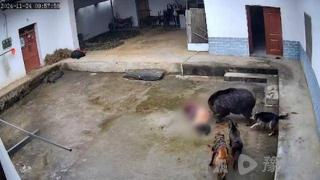 陕西岚皋野猪入户袭击致老人身亡！野猪致害26省，盘点各地捕猎对策，效果如何？