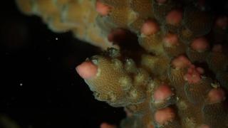 奇观！深圳的珊瑚“下蛋”了