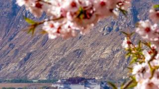 西藏古桃树进入盛花期游人拍照打卡“网红”地
