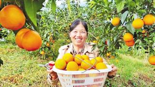 茅台镇柑橘种植基地迎来了大丰收