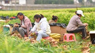 兴义：生姜采收加工忙