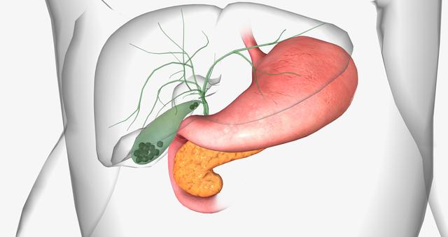胆是人体重要的消化和分泌器官，负责储存和排泄胆汁，参与脂肪消