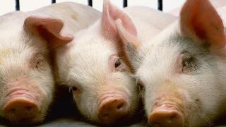 猪不吃食会影响身体健康吗？猪不吃食胃口不好怎么办？本文讲解