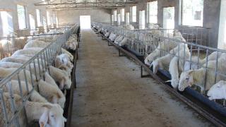 羊胀气如何治疗和预防？羊胀气怎么急救？养殖经验告诉你